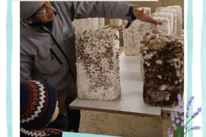 Les secrets de la champignonnière