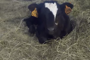 Visite à la ferme de Saint-Juan