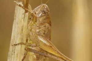 Criquets, sauterelles et autres insectes