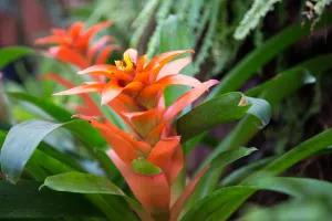 La serre tropicale des Antilles de Jonzac