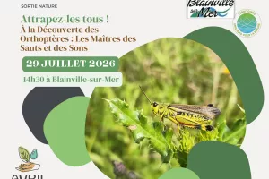 Attrapez-les tous ! À la Découverte des Orthoptères : "les Maîtres des Sauts et des Sons”