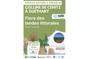 Balade naturaliste : flore des landes littorales sur la colline de Cénitz