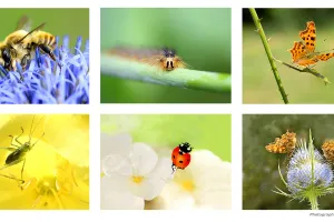 Le monde des insectes - Exposition photos de Jean-Yves Verry