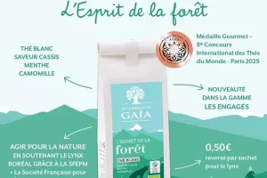 Dégustation du thé du Lynx L'Esprit de la Forêt Thé Blanc-Cassis-Menthe-Camomille