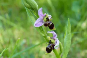 Une journée exceptionnelle à Castillon de Lembeye