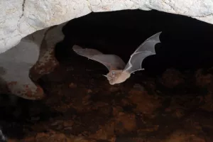 Les chauves-souris à Vitrolles