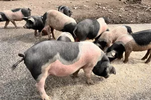 Un cochon bien de chez nous !
