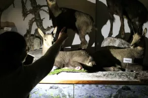 Visite à la lampe torche des animaux des montagnes