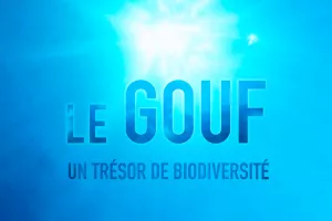 Diffusion du film documentaire "Le Gouf, un trésor de biodiversité"