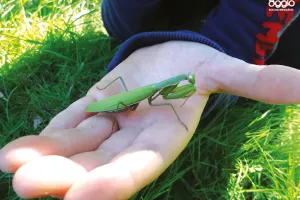 Atelier - Les insectes et leurs super-pouvoirs