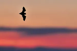 Nuit internationale de la chauve-souris