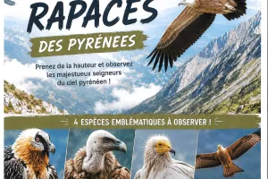 Accompagnement à la découverte des rapaces des Pyrénées