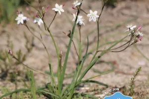 Sortie botanique : la flore des landes et Simethis mattiazzii à Saint-Jean-de-Luz