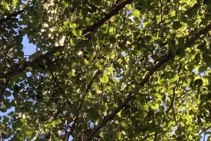 Sortie avec la maison de la nature - Nos amis les arbres