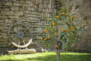 Visite du Jardin Botanique de Balaguier