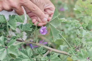 Prés salés et autres plantes comestibles