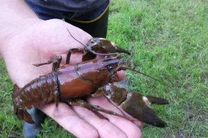 Initiation pêche à l’écrevisse