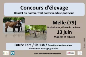 Concours départemental races mulassières du Poitou de Melle