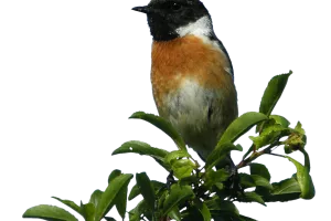 Observation des oiseaux de la zone humide du site de Courpain