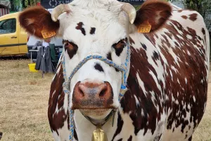 Comice Agricole à Chandos
