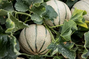 FÊTE DU MELON