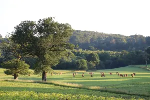 Nuit des forêt : À l’écoute des vivants