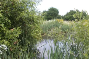 Entre Men ar mor et marais du Branzais