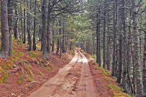 VISITE COMMENTEE DE LA FORÊT DE LA MATTE