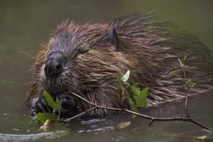 Rendez-vous avec l'Observatoire Loire - Affût castor