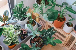 Plantes et mémoires connectées