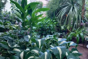 Découverte d'un petit jardin de ville