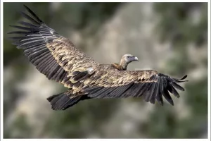 A hauteur d'ailes