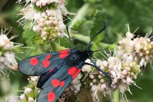 Domaine de Certes et Graveyron : Dur labeur pour les pollinisateurs