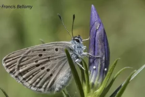 Comptage des oeufs d'azuré des mouillères