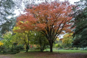 Dimanches d'Automne