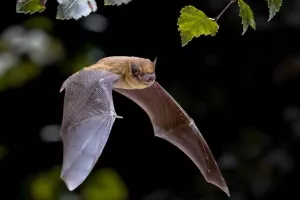 A la découverte des chauves-souris