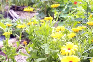 Baume anti-gratouille au plantain et calendula