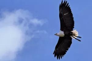 A la recherche es aigles de la vallée, à la réserve départementale de biodiversité d'Argentat