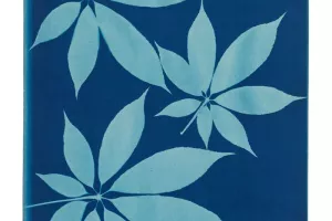 Les cyanotypes botaniques du Musée des Arts Déco de Paris