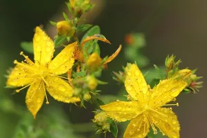 Atelier plantes sauvages