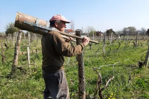 François vous fait découvrir le travail de la vigne avec ses outils d'antan