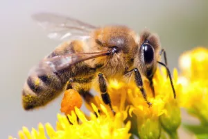 Eté actif Zoom : sur les pollinisateurs