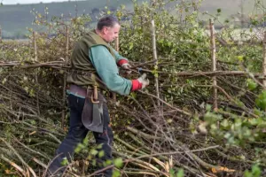 "Zérailüa", ou plessage de haies bocagères vives