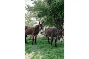 Visites de la ferme Emmaüs