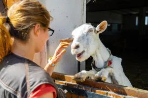 Atelier-visite Petit soigneur animalier à la Hardonnerie