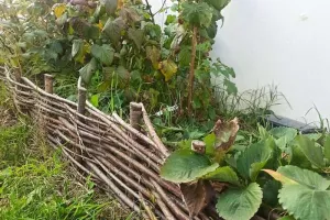 Atelier : Reconnaître et accueillir les plantes spontanées du jardin