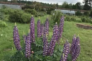 Visite libre découverte du jardin potager