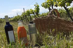 VISITE ET DÉGUSTATION AU DOMAINE PAGNON