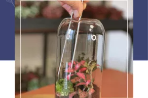 Atelier Terrarium