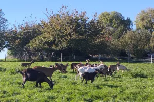 Portes ouvertes à la ferme
